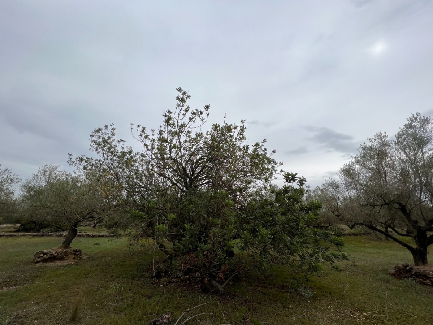  till salu hus på landet Mas De Barberans Montsià 4
