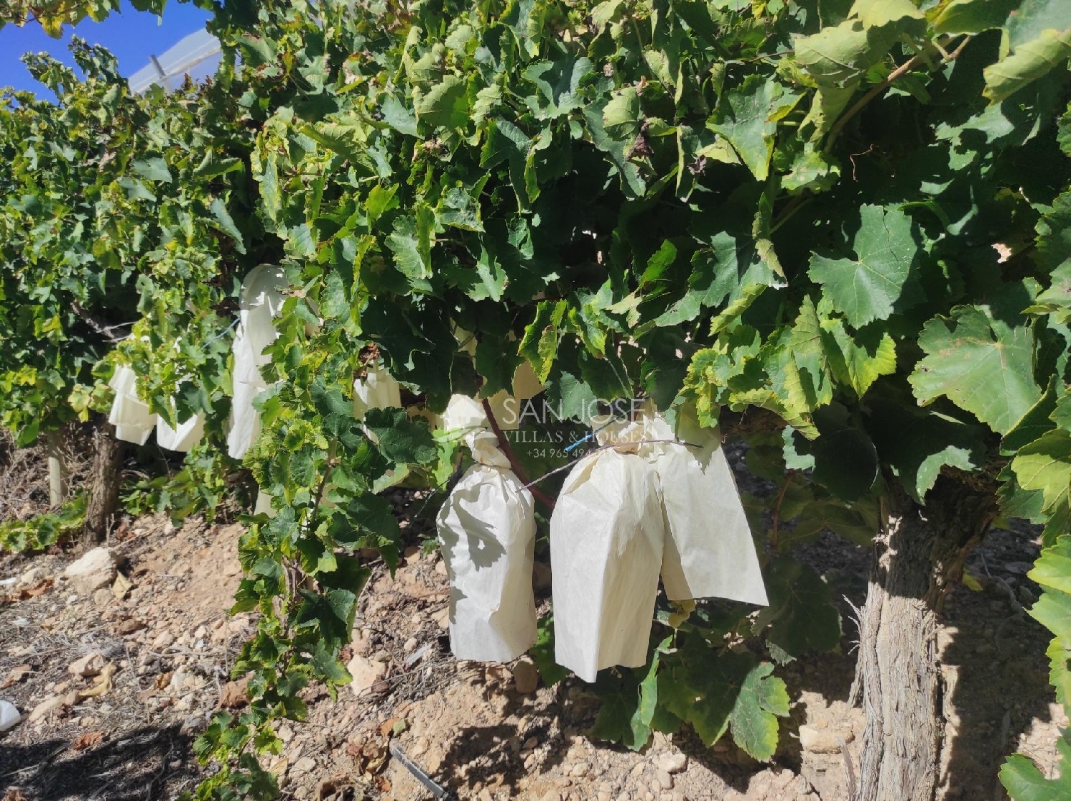  till salu hus på landet Monforte Del Cid Vinalopó Mitjà 6