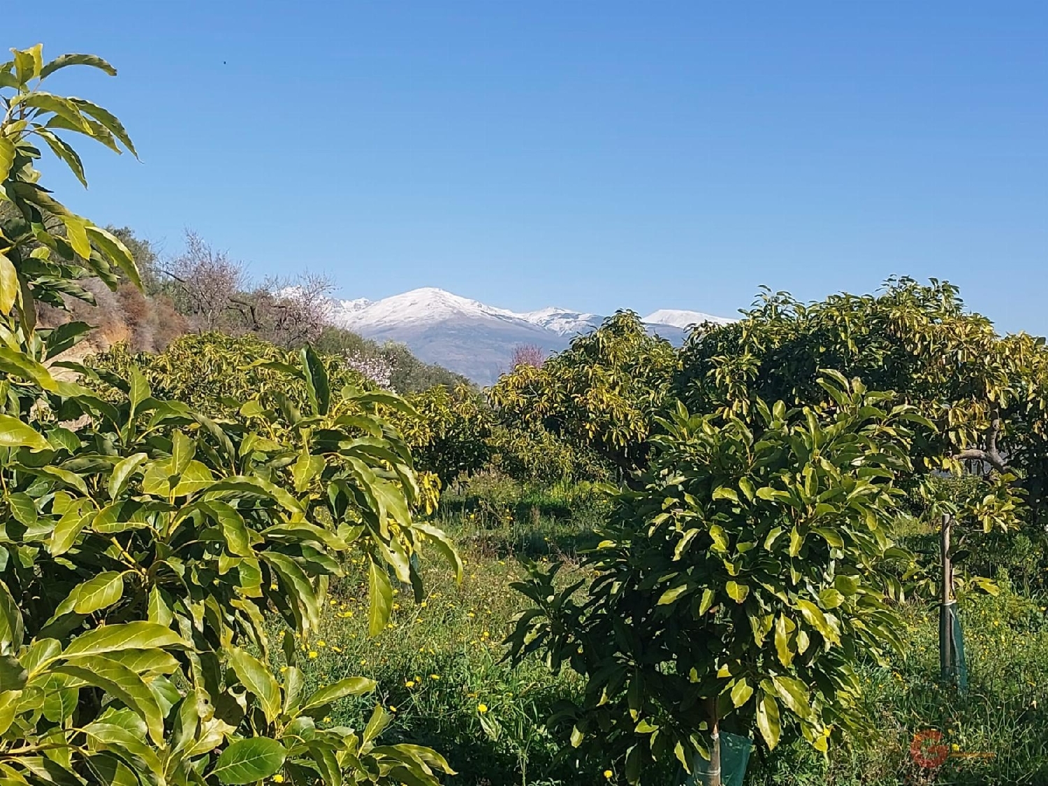 till salu hus på landet Monte De Los Almendros Costa Tropical 2