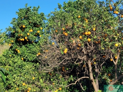 Monte De Los Almendros Costa Tropical hus på landet foto 6250615