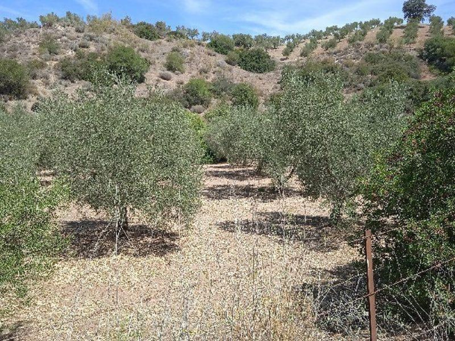 till salu hus på landet Morón De La Frontera Campiña De Morón Y Marchena 2