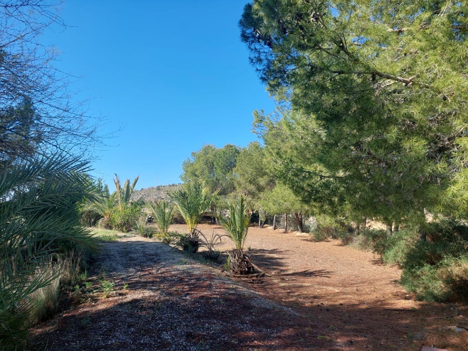  till salu hus på landet Santa Eulalia Alt Vinalopó 8