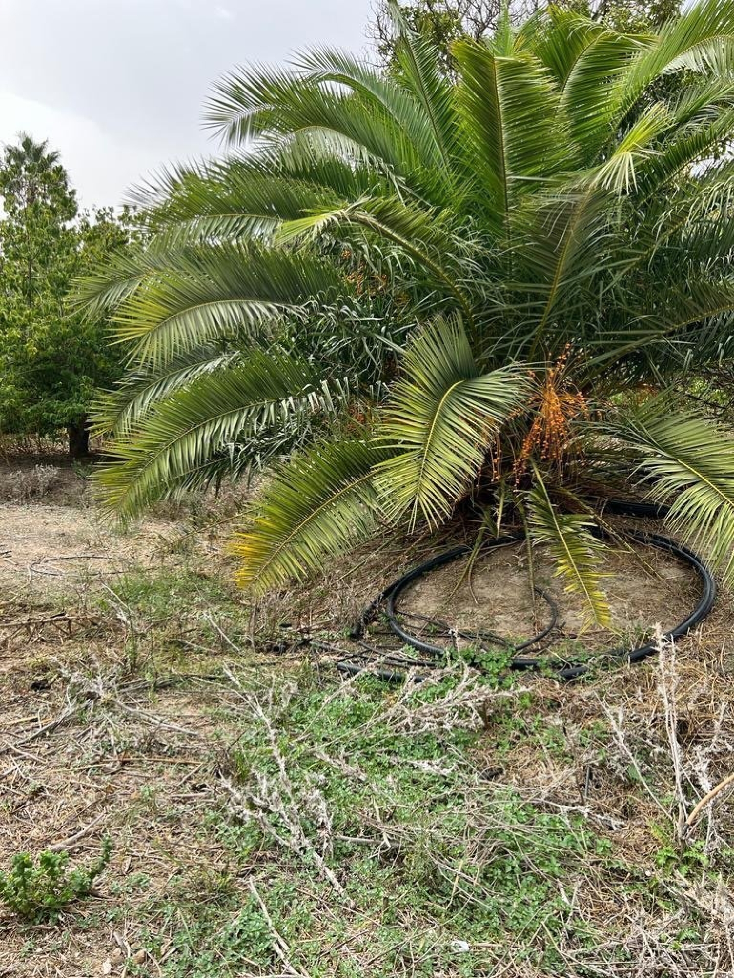 till salu hus på landet Parralejo Janda (La) 2