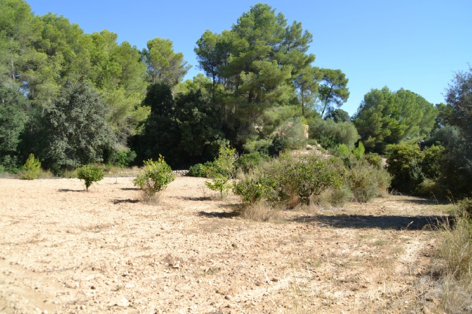  te koop boerderij Petra Pla (Es) 4