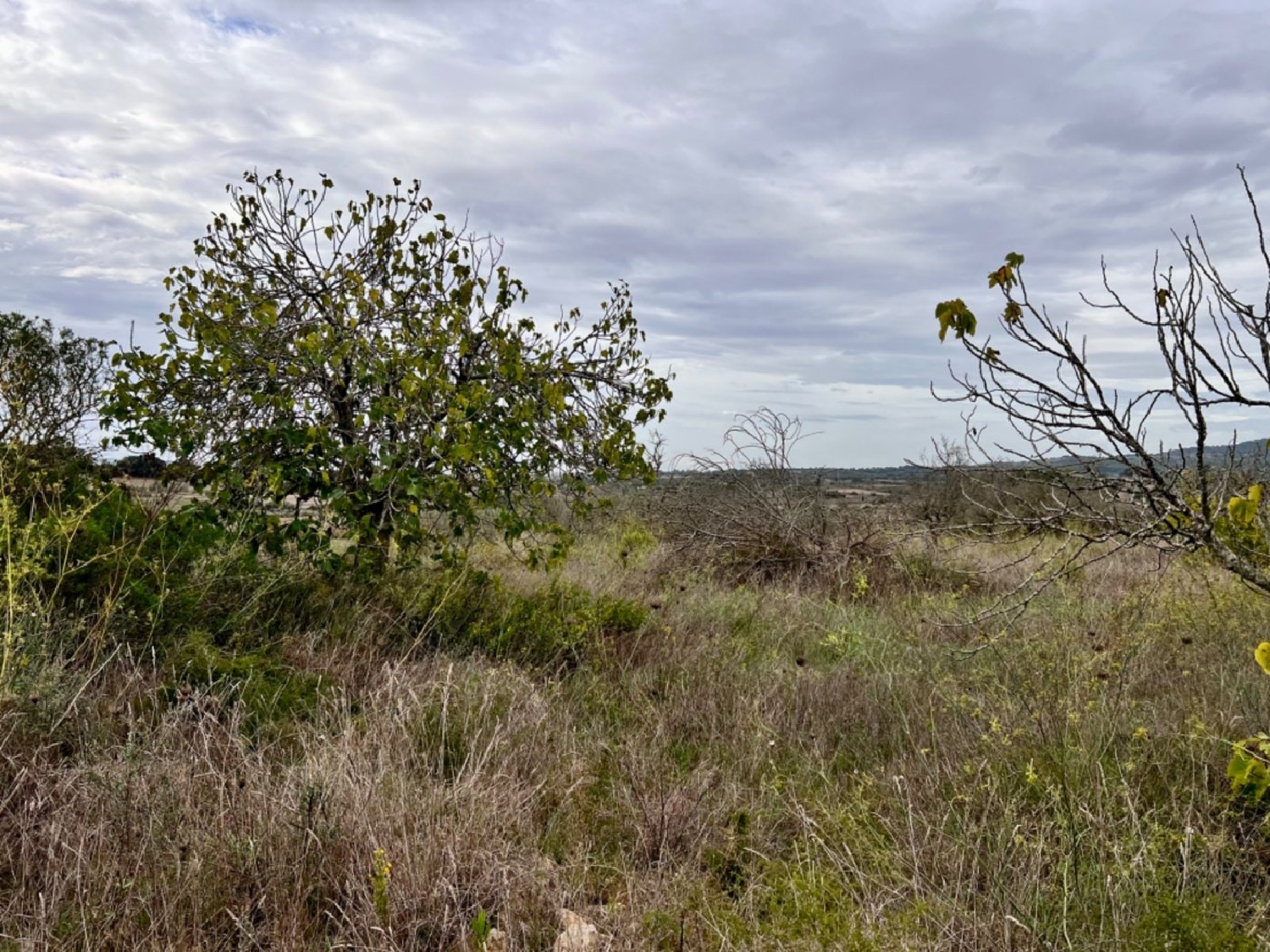 à vendre maison de campagne Petra Pla (Es) 2