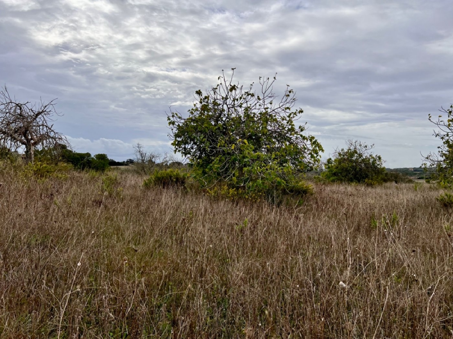  à vendre maison de campagne Petra Pla (Es) 4