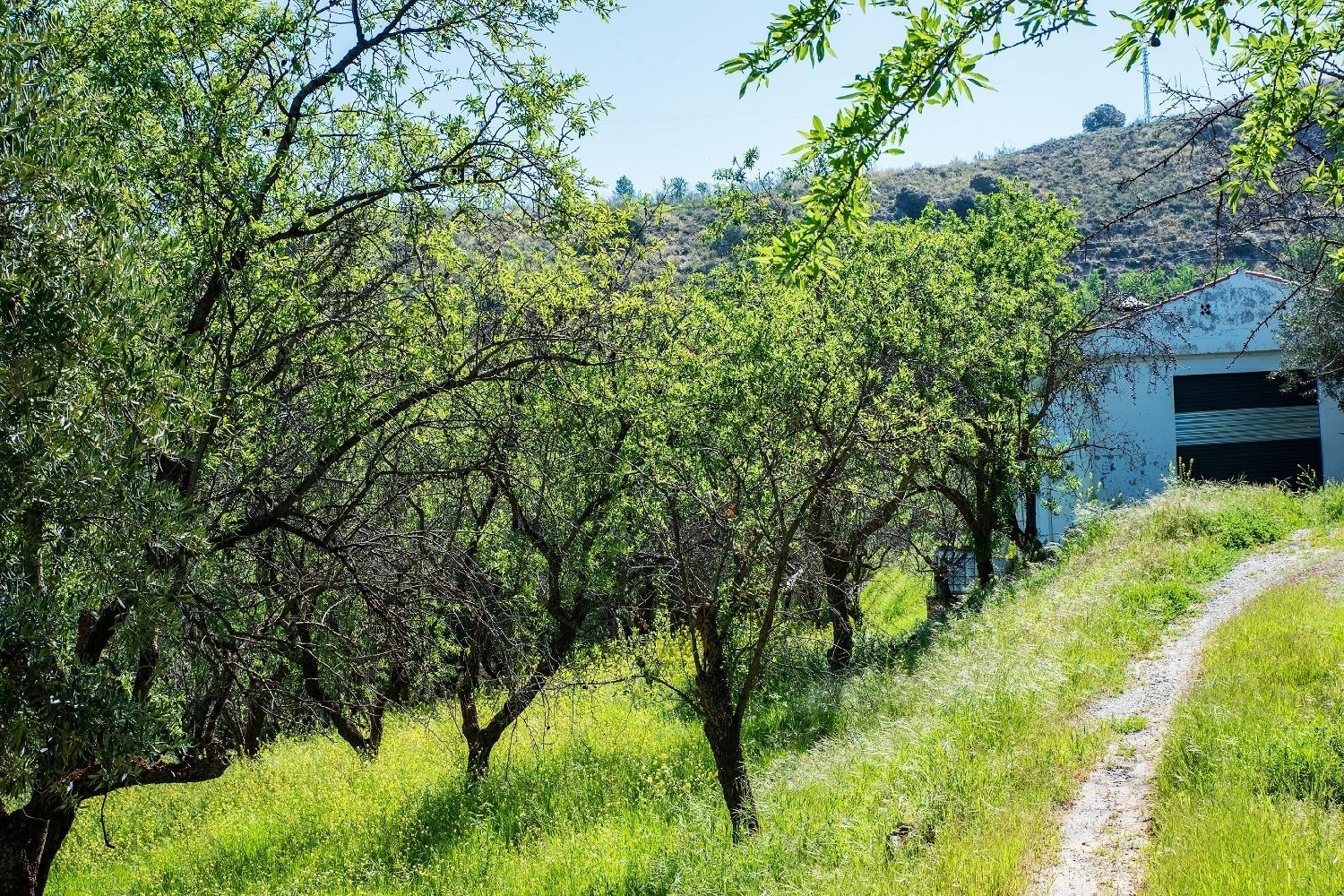  till salu hus på landet Pinos Genil Vega De Granada 1