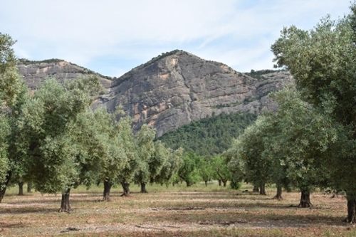 Prades Baix Camp hus på landet foto 6253216
