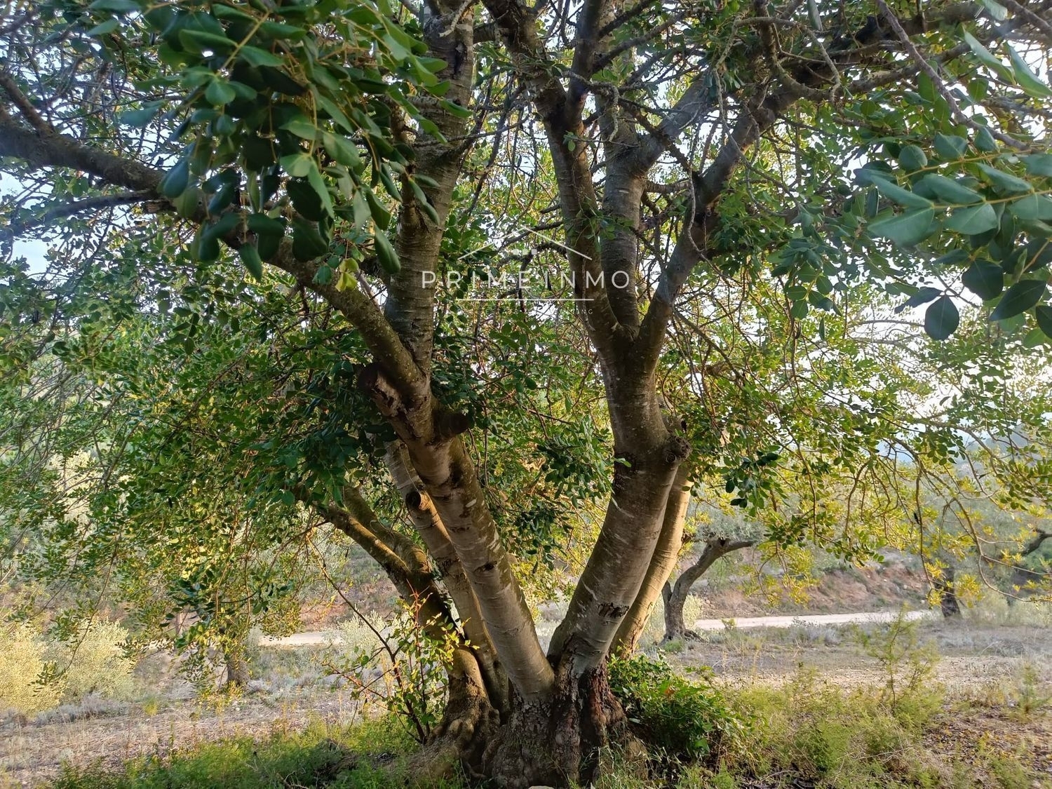  till salu hus på landet Rasquera Ribera D'ebre 11