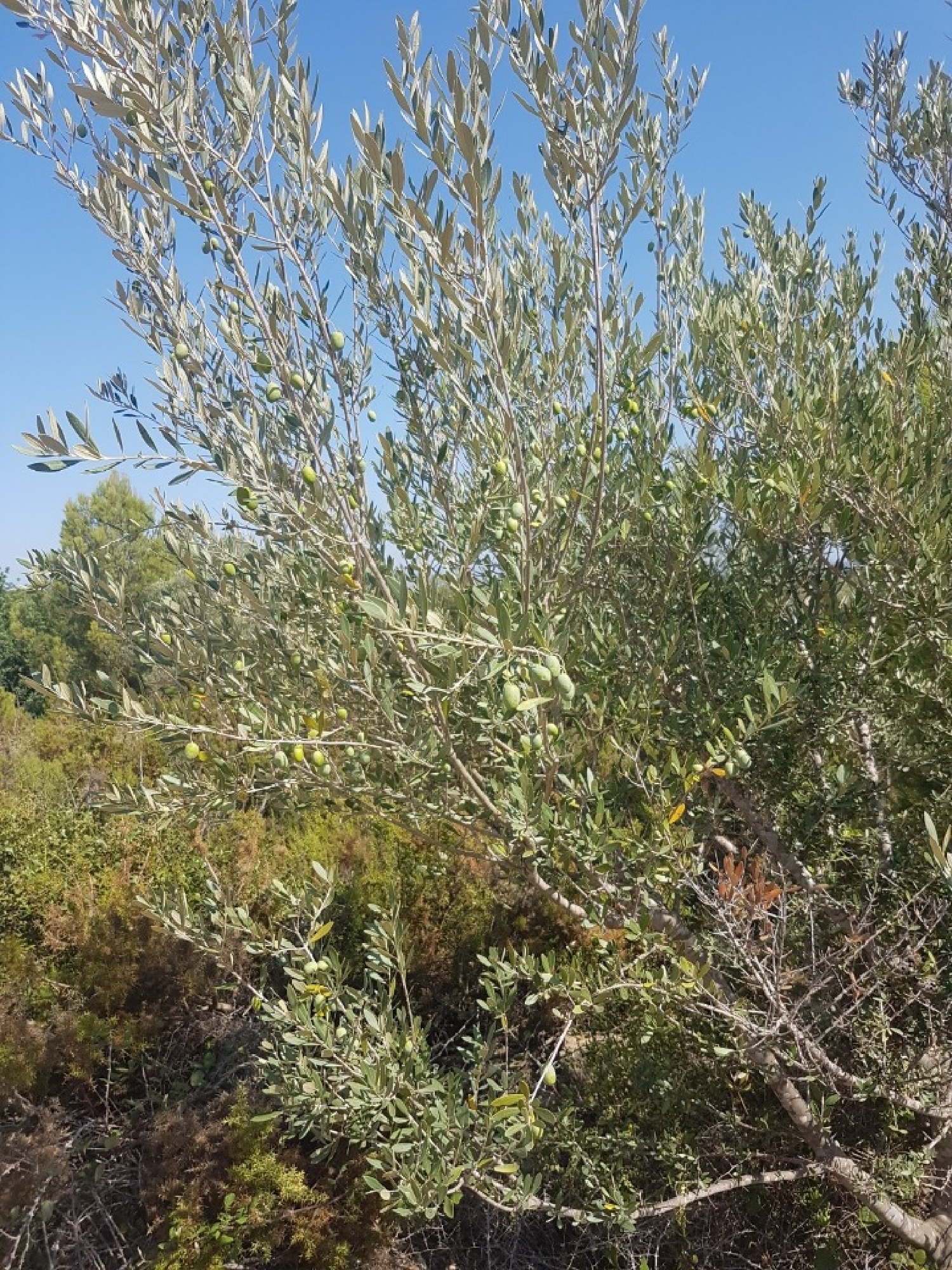  te koop boerderij Panorámica Baix Maestrat 5