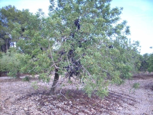 Sant Carles De La Ràpita Montsià hus på landet foto 6224705