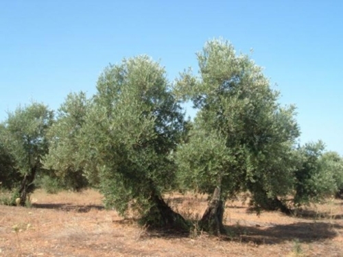 Sant Carles De La Ràpita Montsià hus på landet foto 6224714