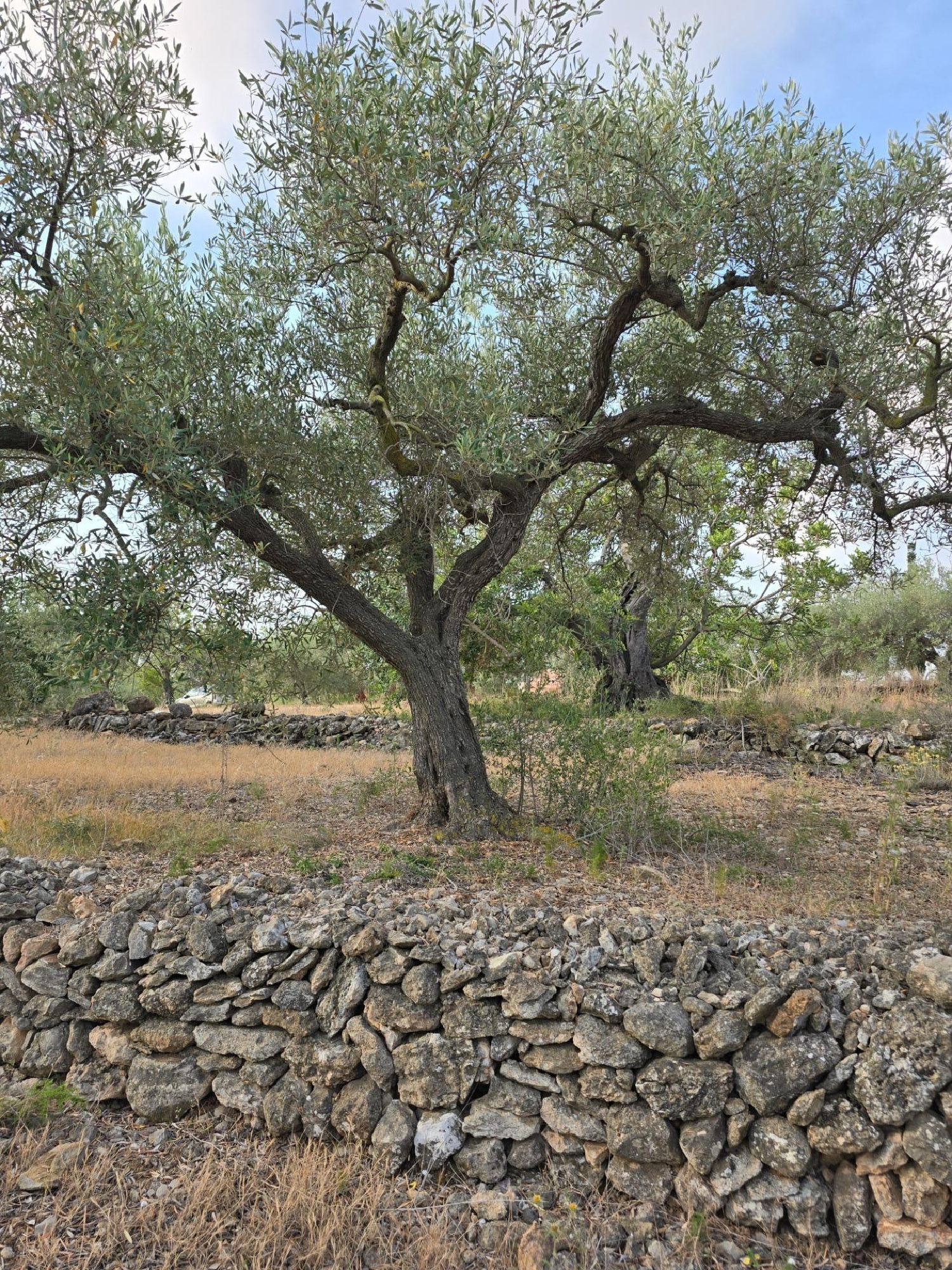  till salu hus på landet Sant Carles De La Ràpita Montsià 5