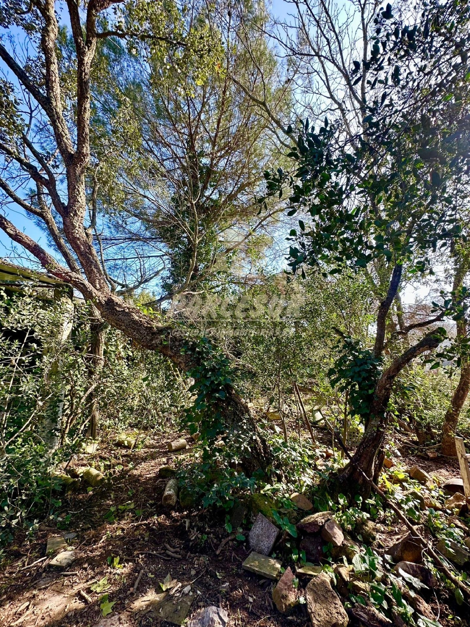  till salu hus på landet Santa Maria De Trasierra Córdoba 5