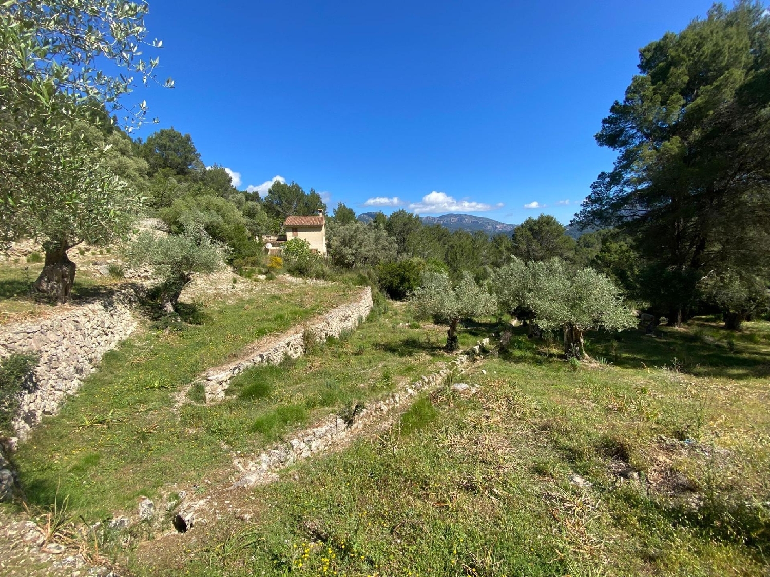 till salu hus på landet Son Serralta Tramuntana 2