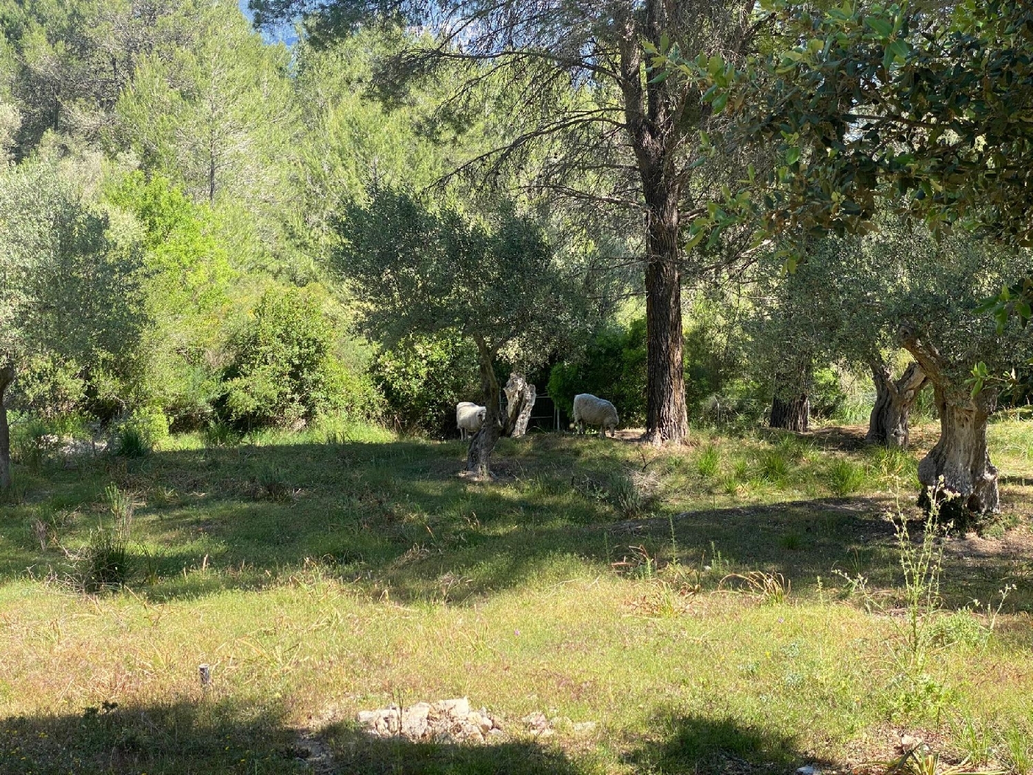  till salu hus på landet Son Serralta Tramuntana 4
