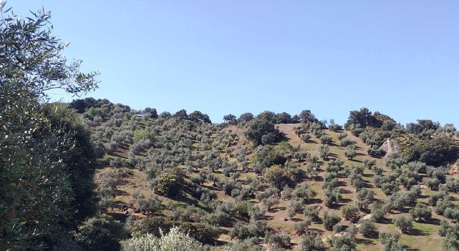  en venta finca rústica Benamahoma Sierra De Cádiz 1