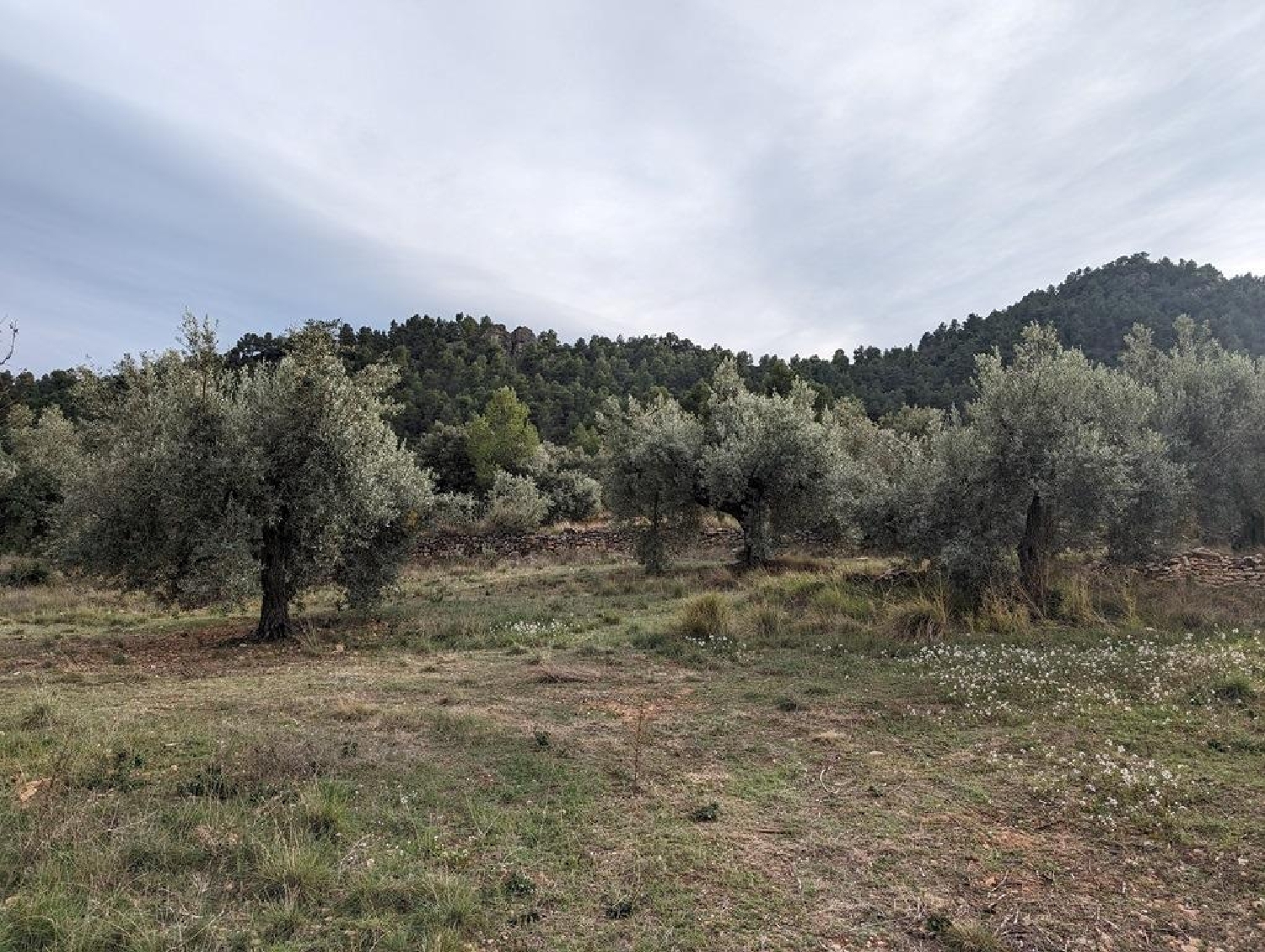  till salu hus på landet Valderrobres Matarraña 6