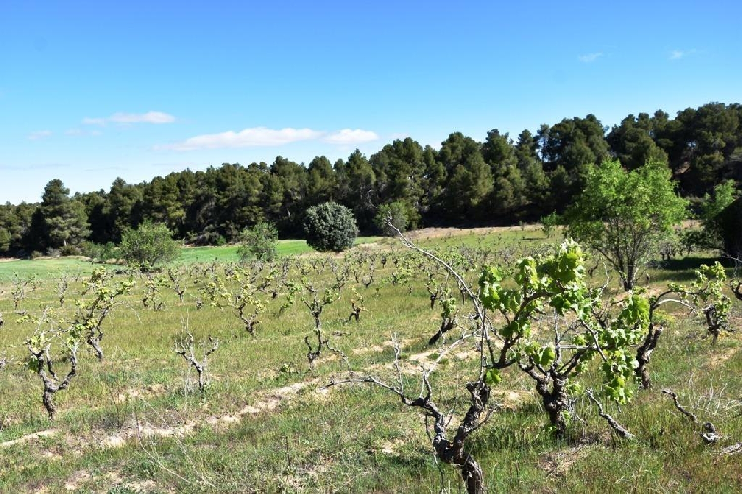 till salu hus på landet Valderrobres Matarraña 4