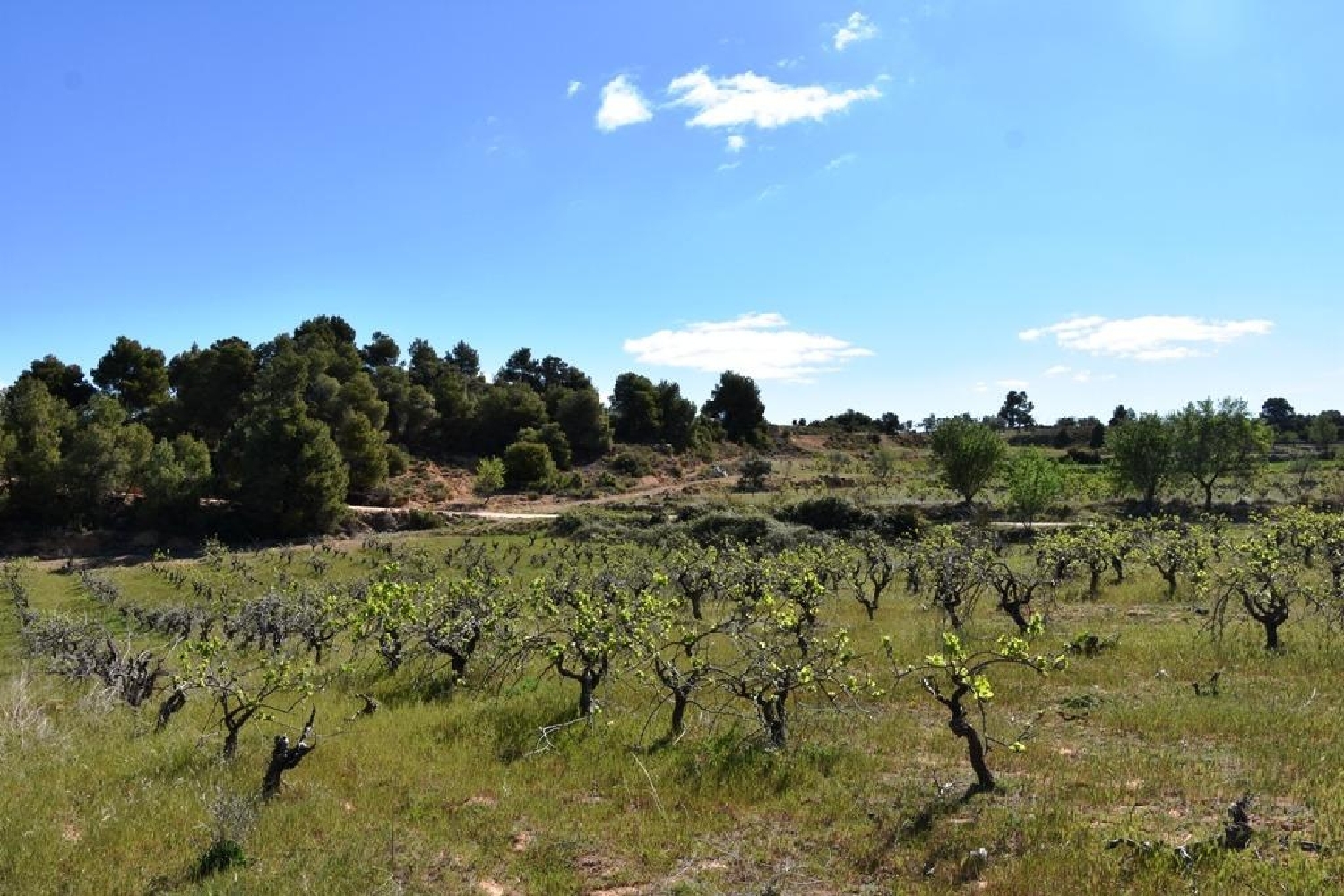  till salu hus på landet Valderrobres Matarraña 3