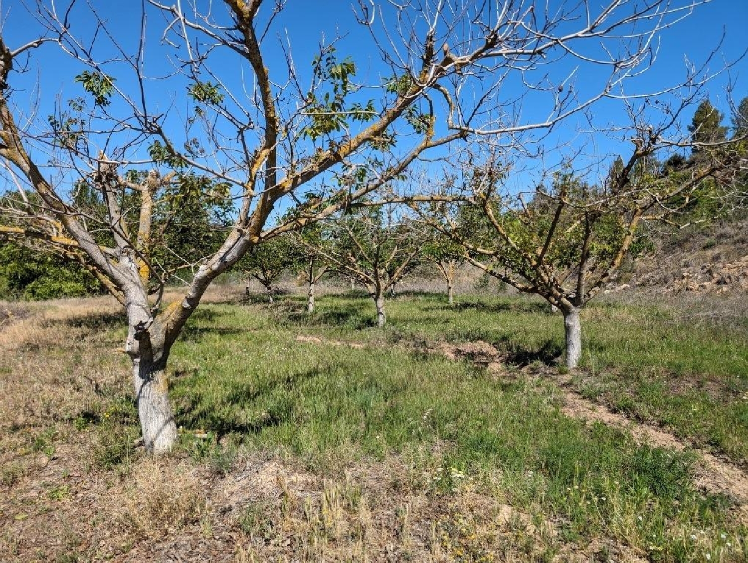  till salu hus på landet Valderrobres Matarraña 4