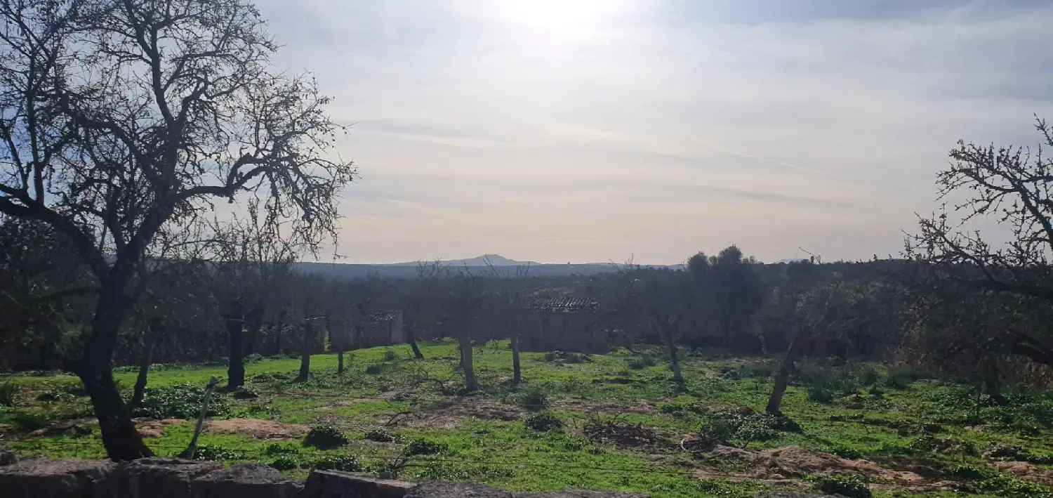 till salu bottenvåning Es Pil-Larí Palma 2