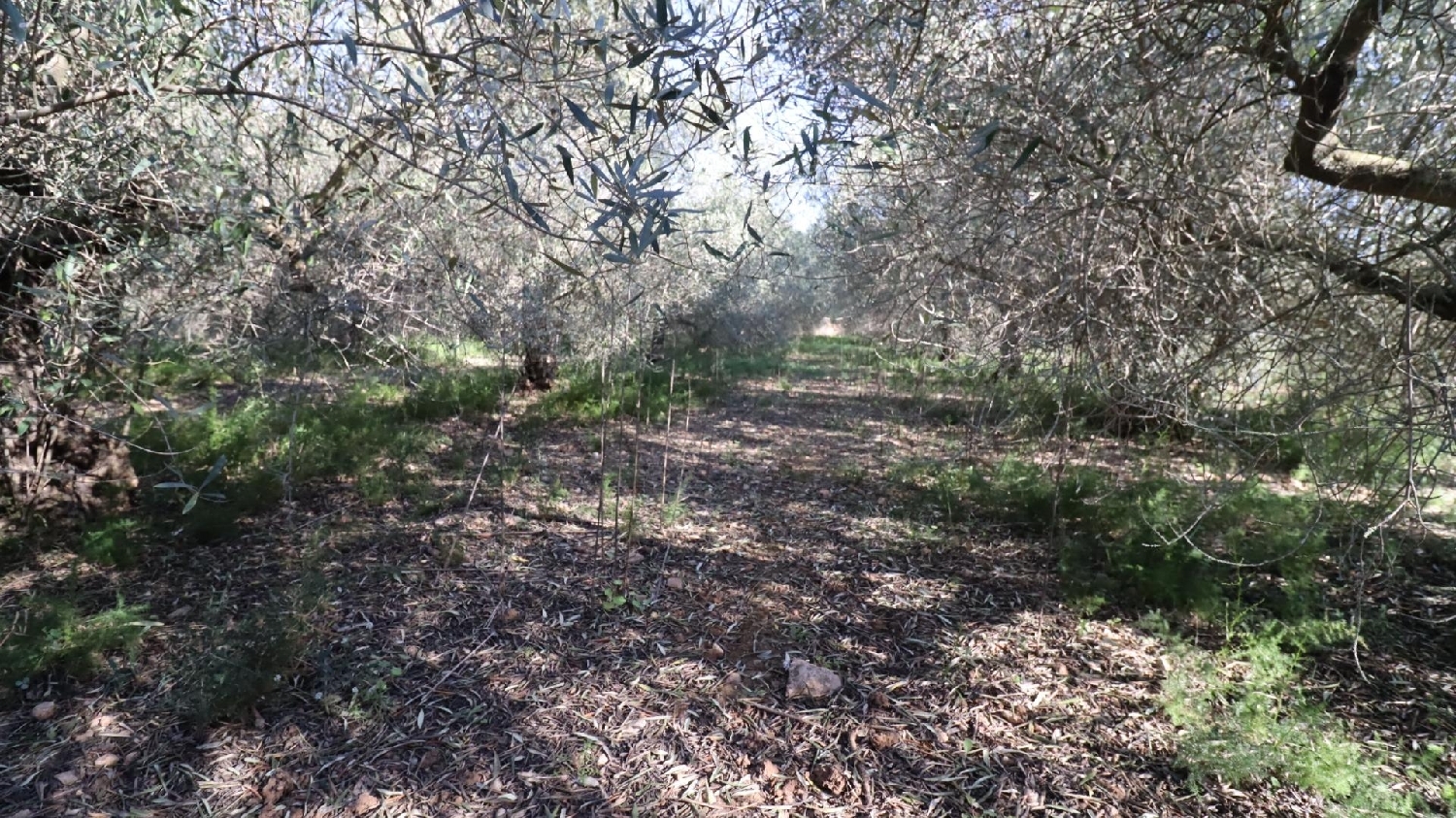  till salu hus Alcanar-Platja Montsià 4