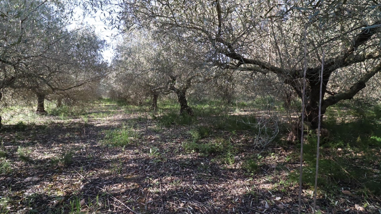  till salu hus Alcanar-Platja Montsià 2