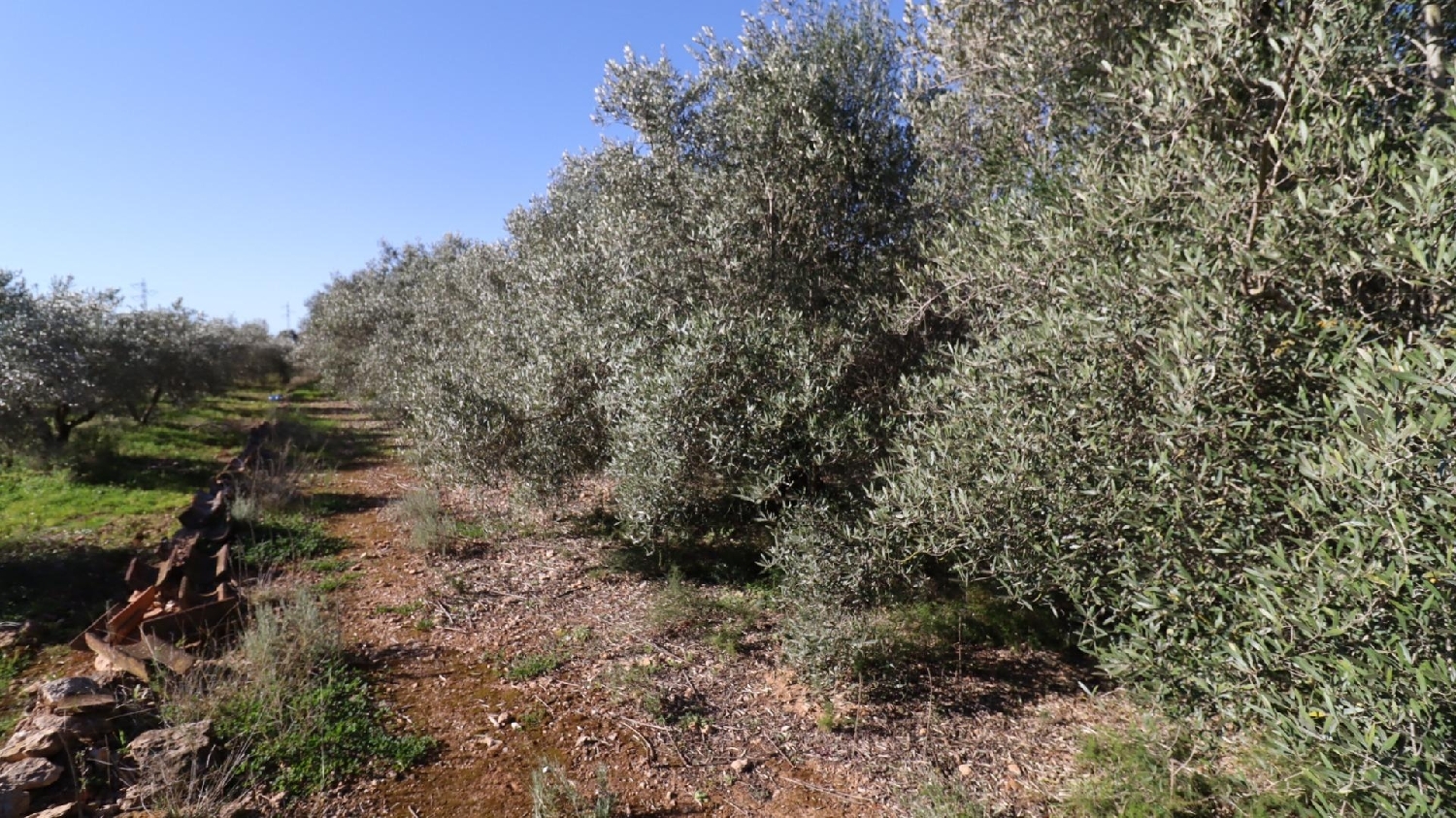  till salu hus Alcanar-Platja Montsià 3