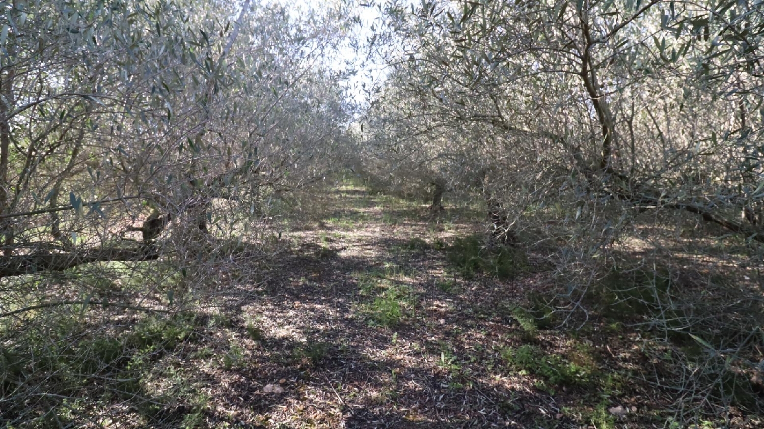  till salu hus Alcanar-Platja Montsià 1
