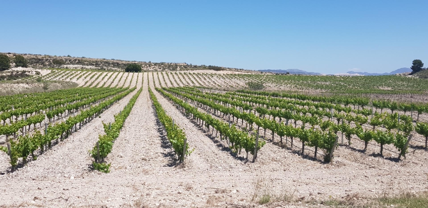  till salu hus Casas De Ibáñez Vinalopó Mitjà 5