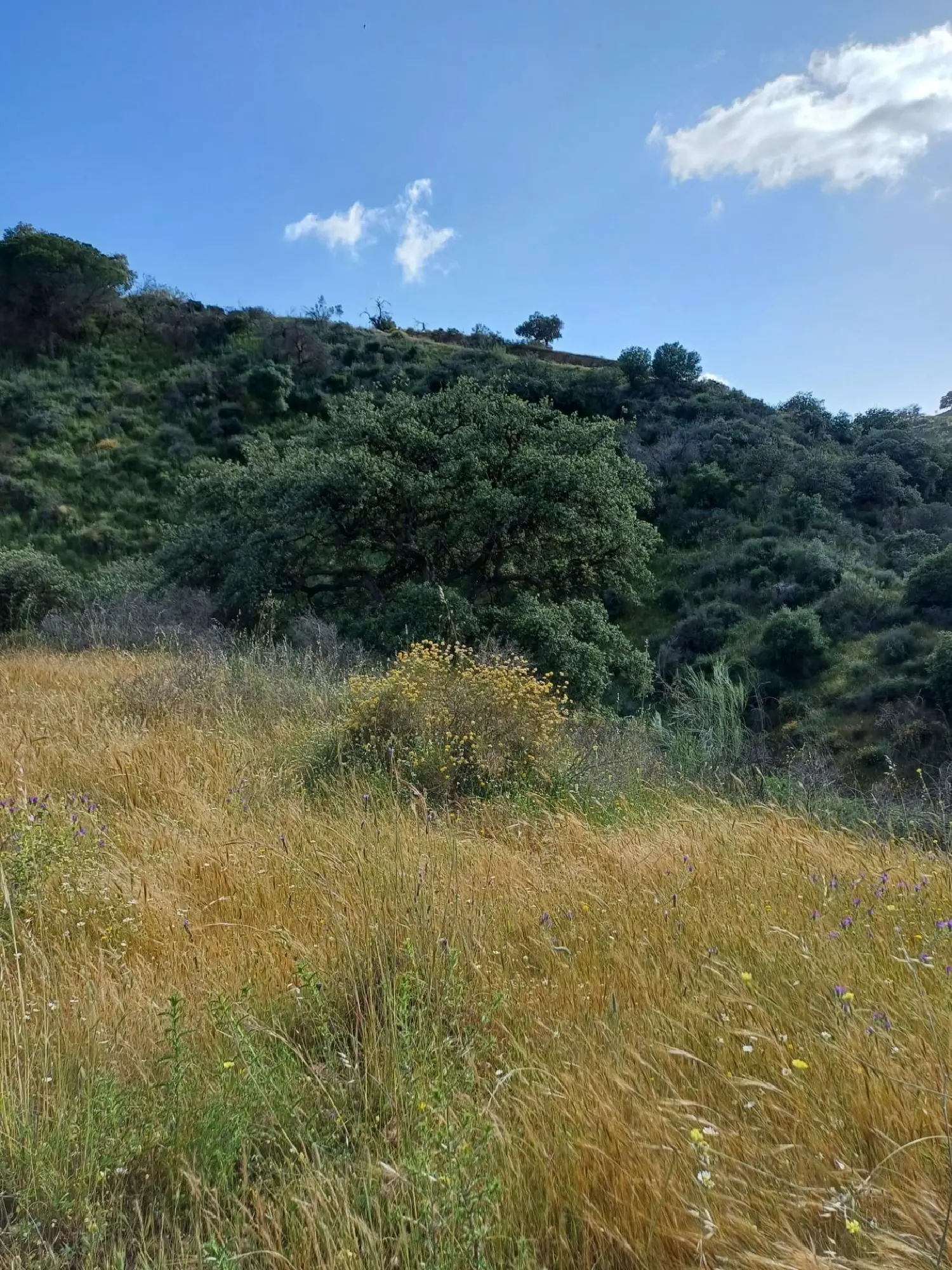  till salu hus Coín Valle Del Guadalhorce 4