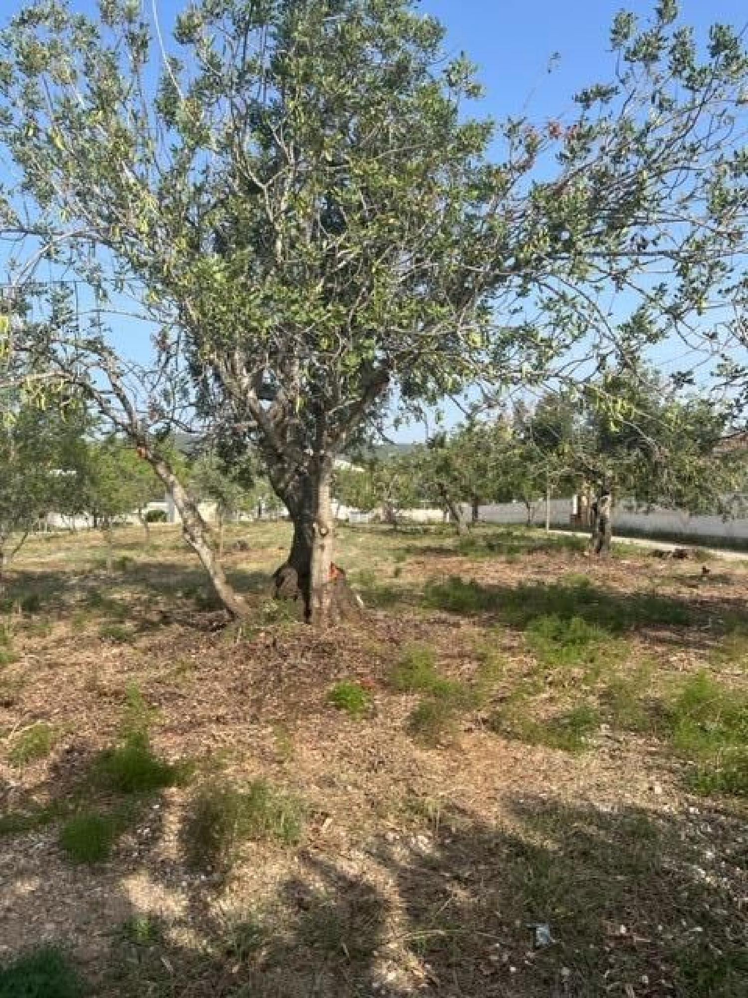 till salu hus Santa Rosa De Lima Baix Ebre 2