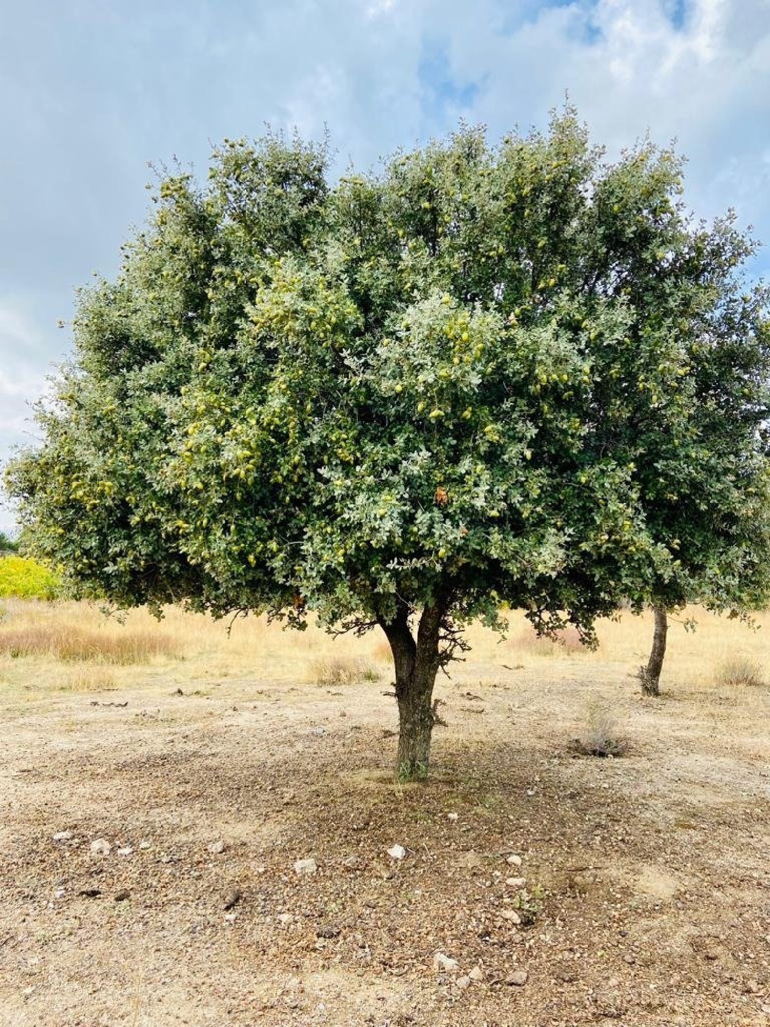  till salu hus Costa De Madrid Sierra Oeste 8