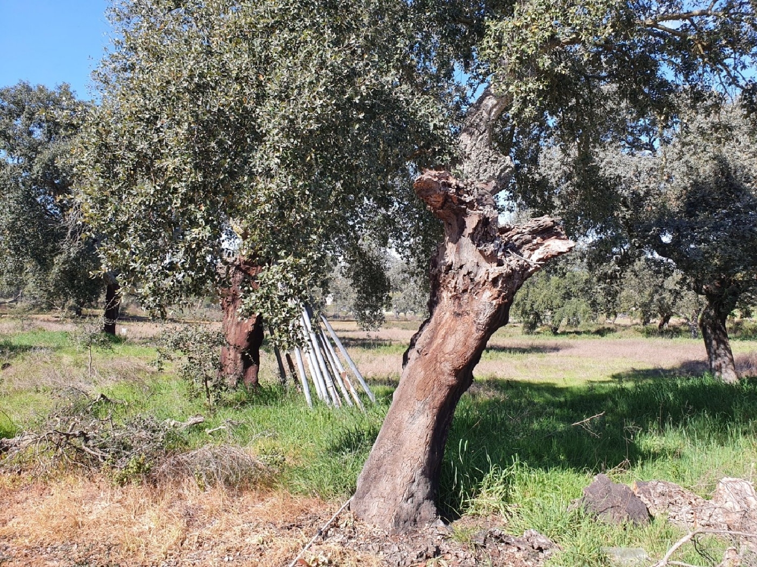  till salu hus Dehesilla De Calamón Badajoz 3