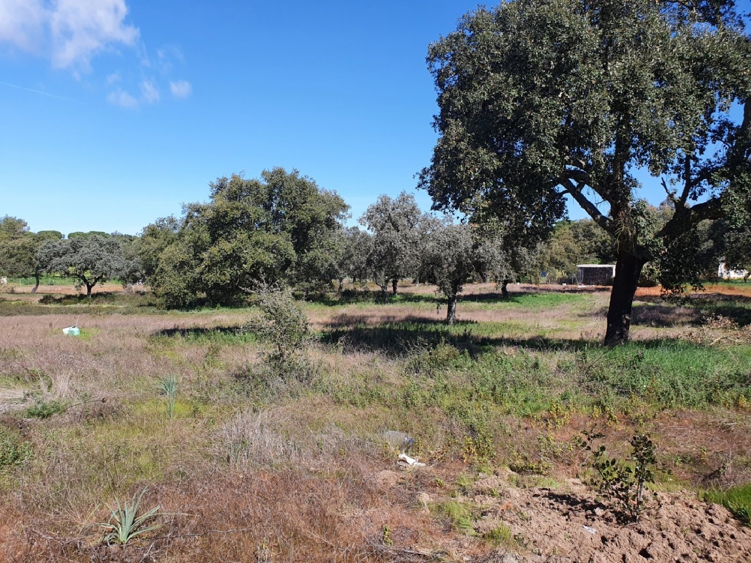  till salu hus Dehesilla De Calamón Badajoz 1