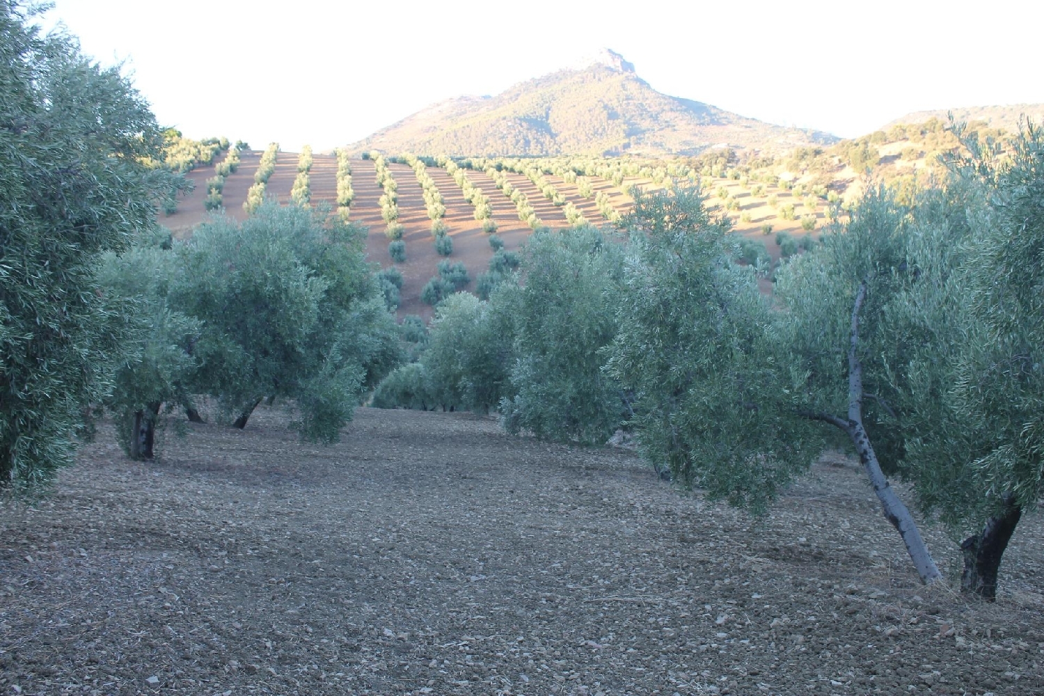  till salu hus Facinas Campo De Gibraltar 7