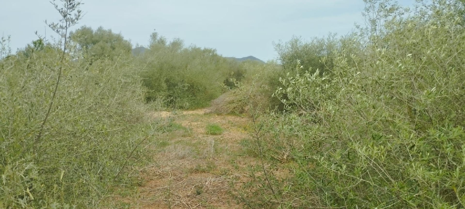  en venta casa Felanitx Sud 2