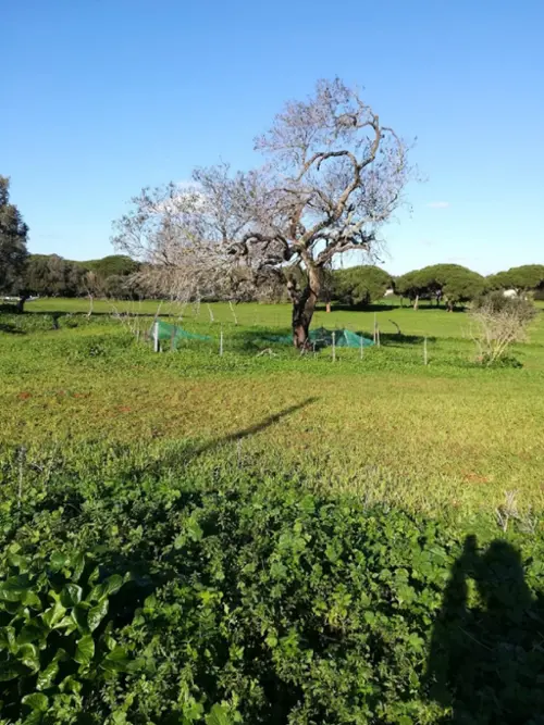 Las Lomas Janda (La) hus foto 6189304