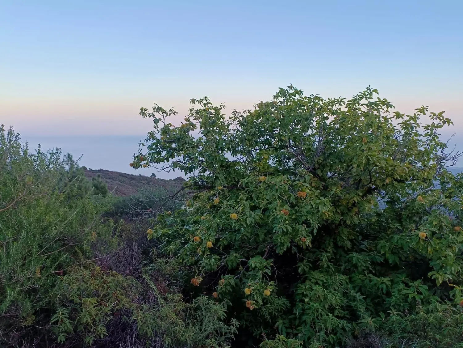 till salu hus Arafo Zona Sureste 3