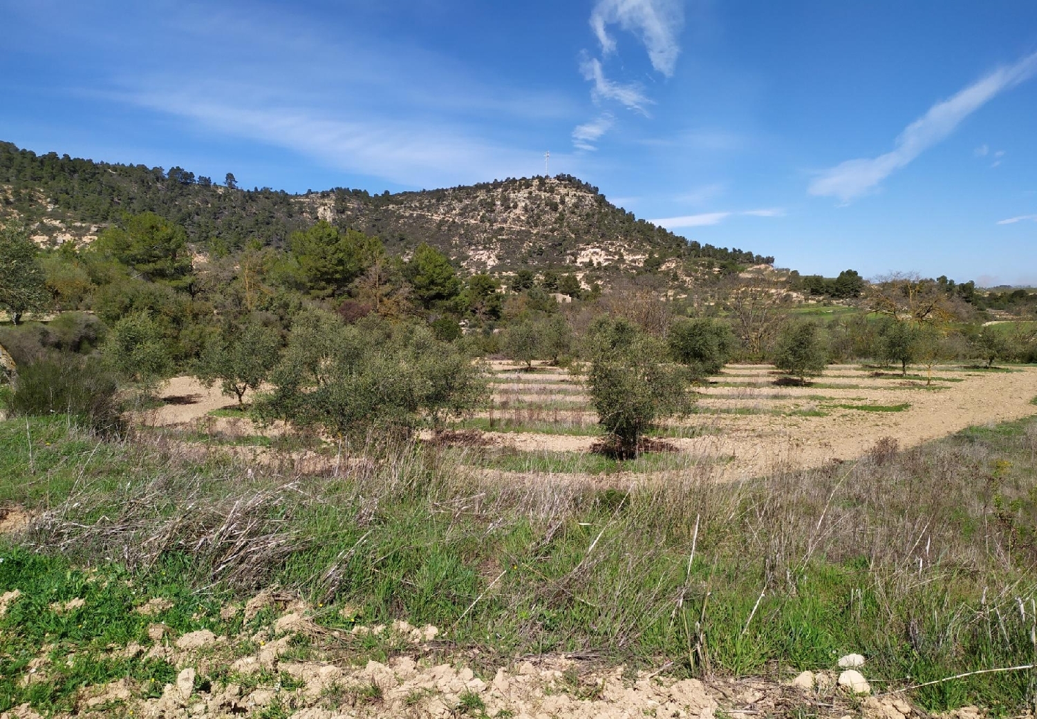  till salu hus L'albi Garrigues 5