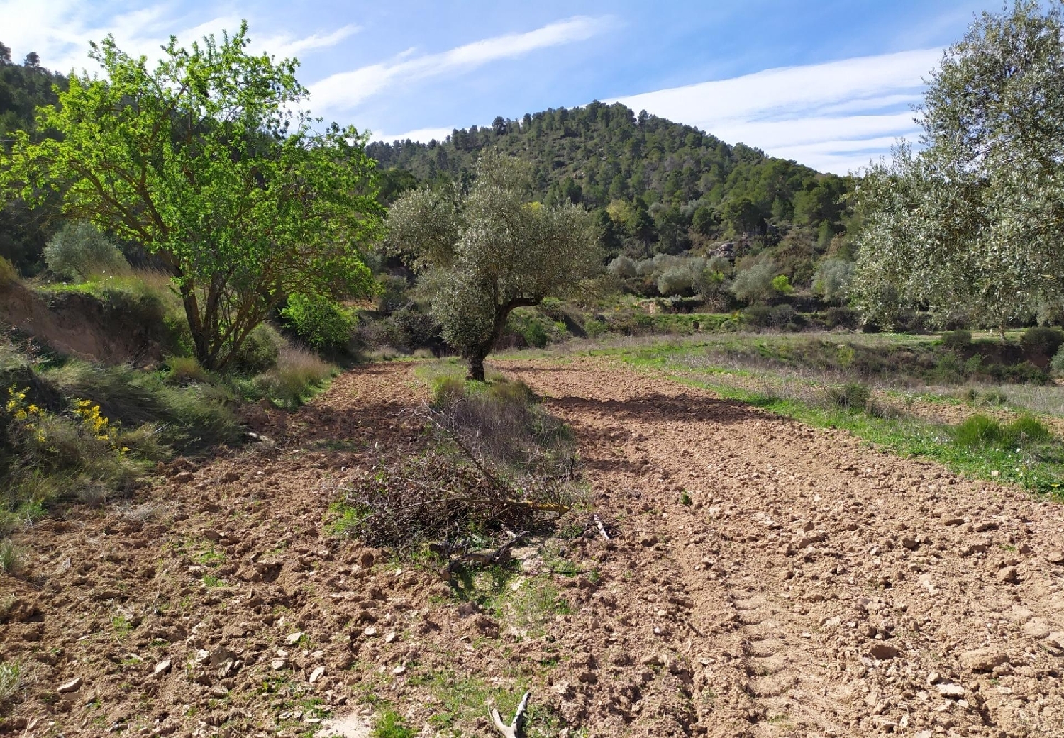  till salu hus L'albi Garrigues 6