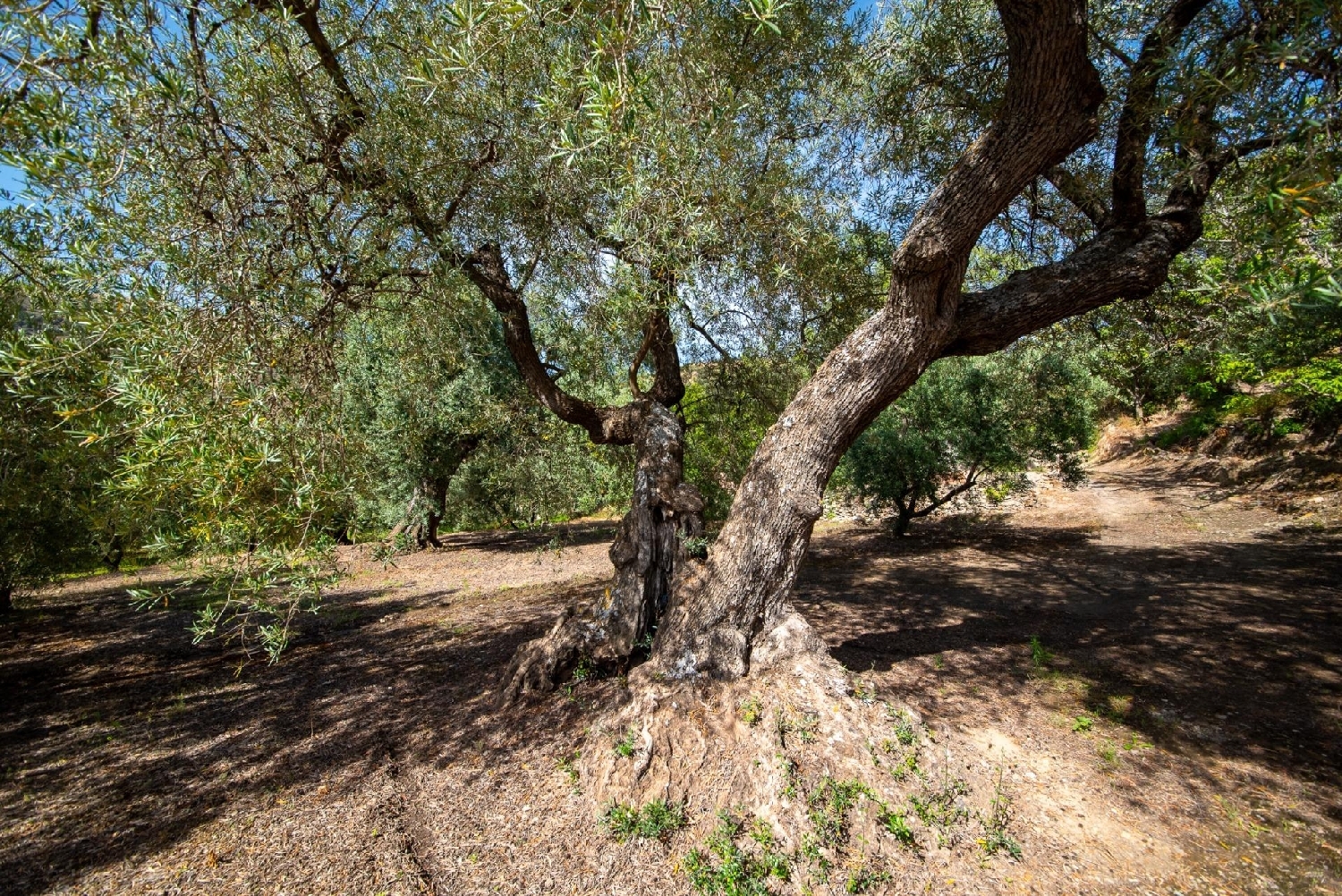  till salu hus Lanjarón Alpujarra Granadina 8