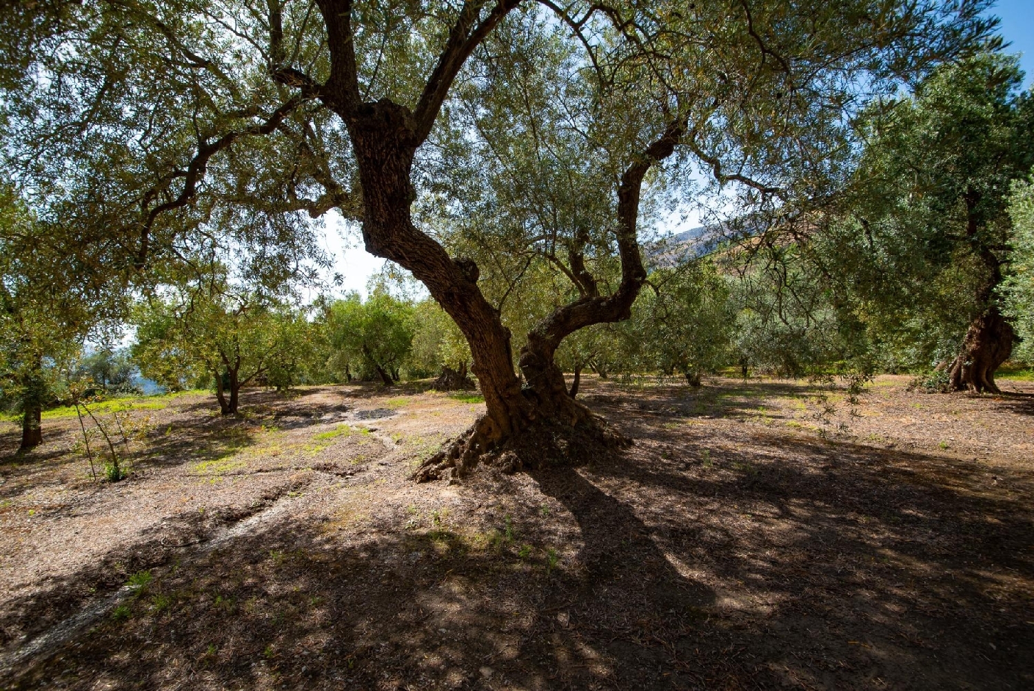  till salu hus Lanjarón Alpujarra Granadina 7