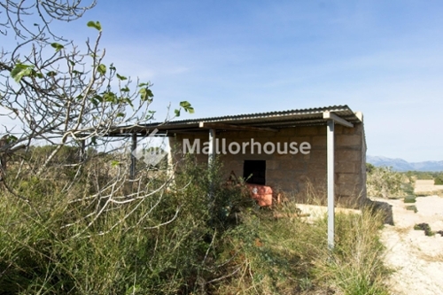 Llubí Pla (Es) hus foto 6255093