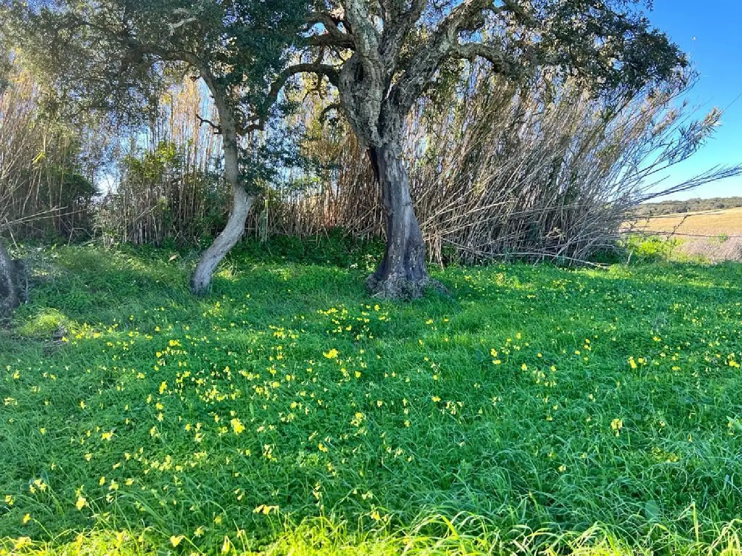  till salu hus Costa Oeste Bahía De Cádiz 1
