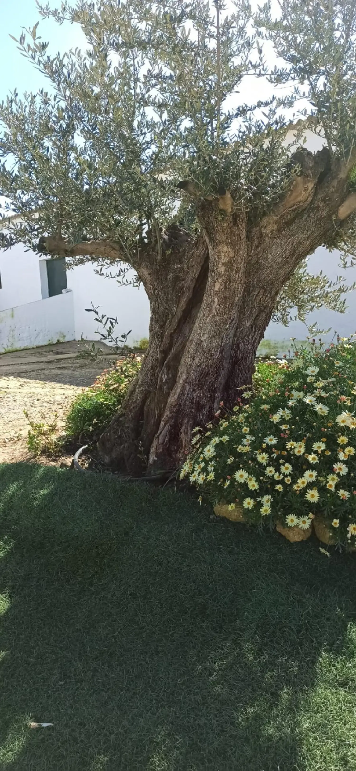  till salu hus Montecarmelo Urb. Aljarafe 4