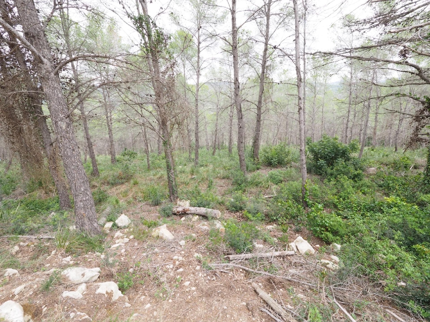  till salu hus Mas D'en Serra Garraf 4