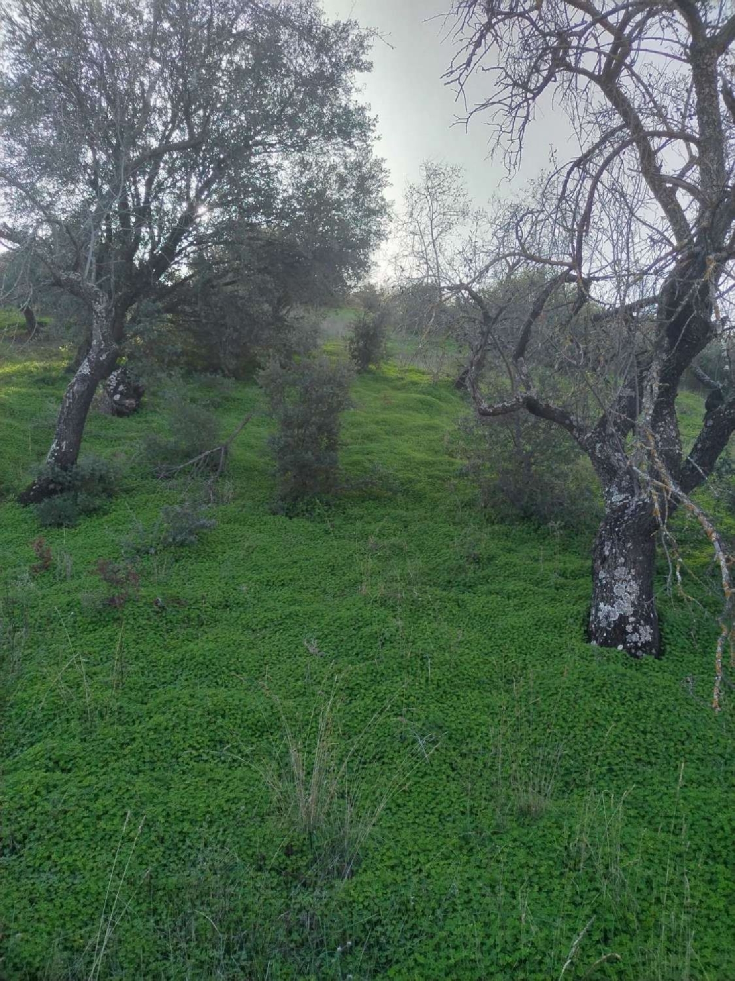  till salu hus Monda Sierra De Las Nieves 5