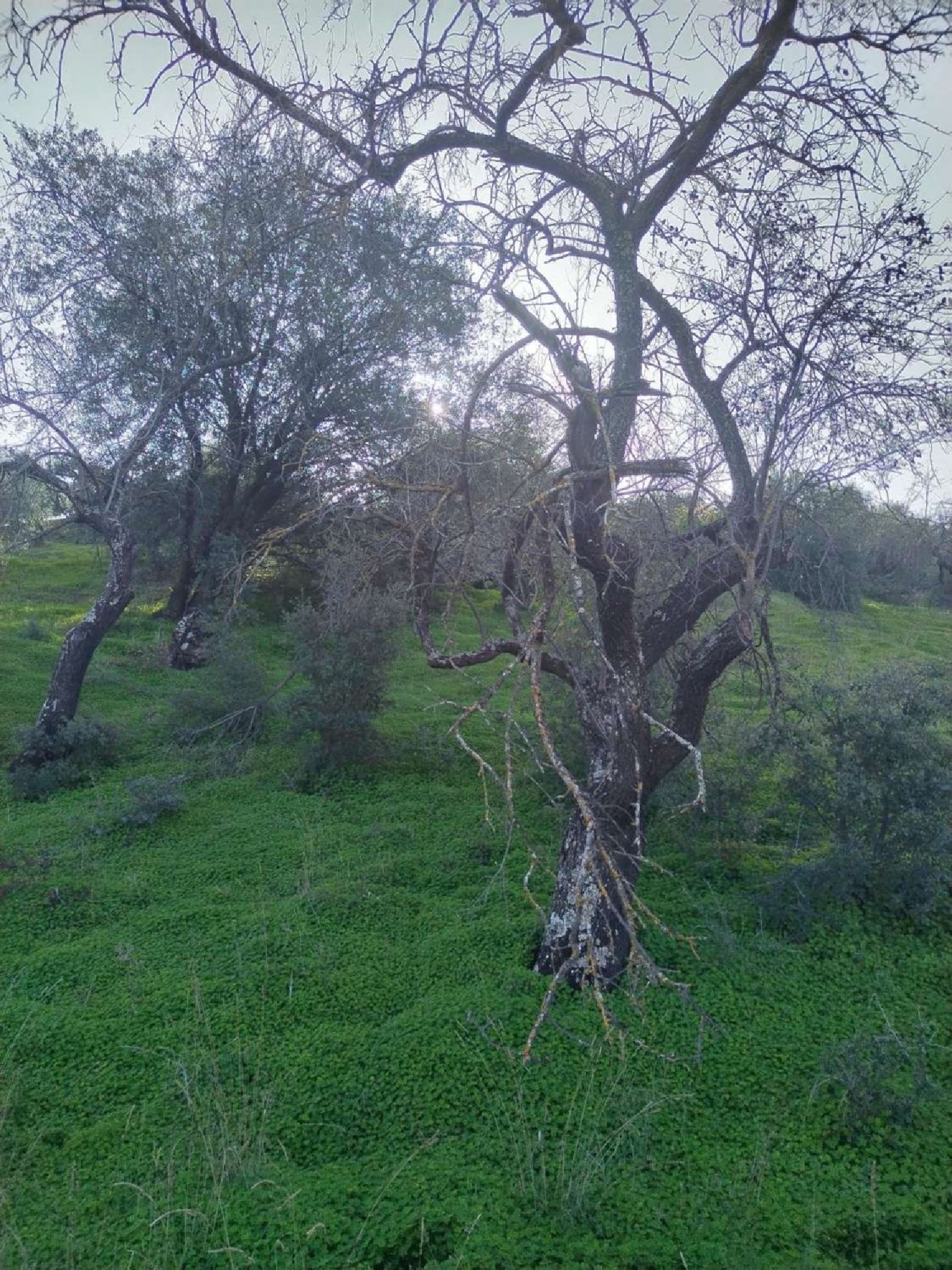 till salu hus Monda Sierra De Las Nieves 2